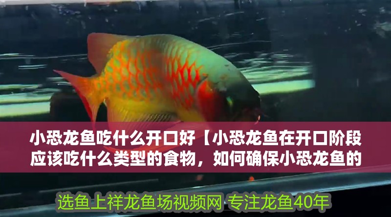 小恐龍魚吃什么開口好【小恐龍魚在開口階段應該吃什么類型的食物，如何確保小恐龍魚的營養均衡】