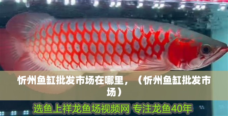 <strong><mark>忻州</mark></strong>魚缸批發市場在哪里，（<strong><mark>忻州</mark></strong>魚缸批發市場）