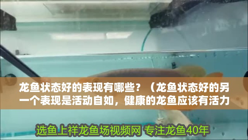 龍魚狀態好的表現有哪些？（龍魚狀態好的另一個表現是活動自如，健康的龍魚應該有活力）
