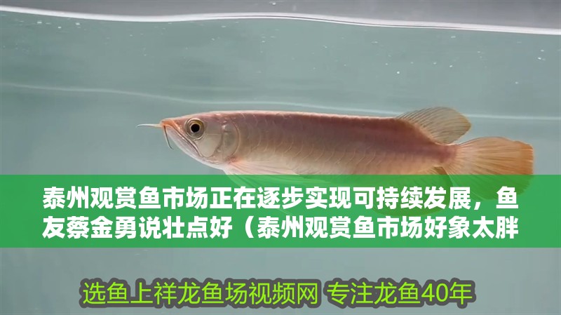 泰州觀賞魚市場正在逐步實現可持續發展，魚友蔡金勇說壯點好（泰州觀賞魚市場好象太胖了）