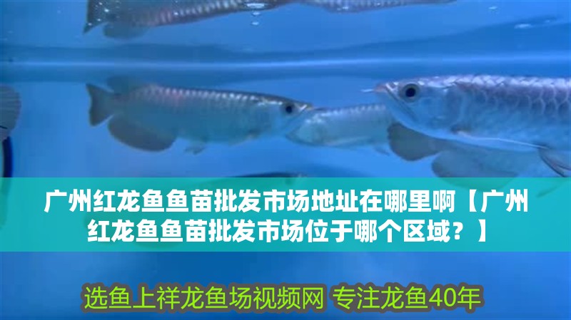 廣州紅龍魚魚苗批發市場地址在哪里啊【廣州紅龍魚魚苗批發市場位于哪個區域？】