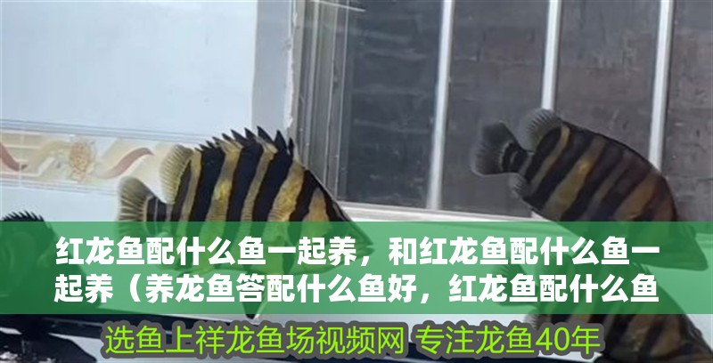 紅龍魚配什么魚一起養，和紅龍魚配什么魚一起養（養龍魚答配什么魚好，紅龍魚配什么魚好，）