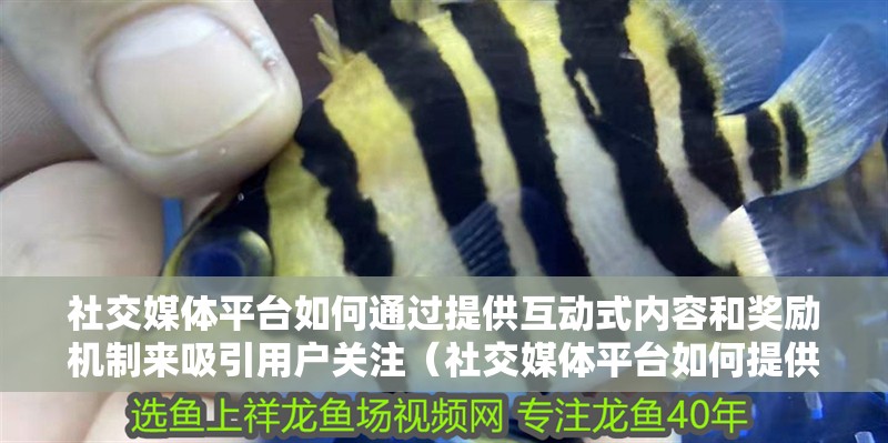社交媒體平臺(tái)如何通過(guò)提供互動(dòng)式內(nèi)容和獎(jiǎng)勵(lì)機(jī)制來(lái)吸引用戶關(guān)注（社交媒體平臺(tái)如何提供互動(dòng)式內(nèi)容和獎(jiǎng)勵(lì)機(jī)制）