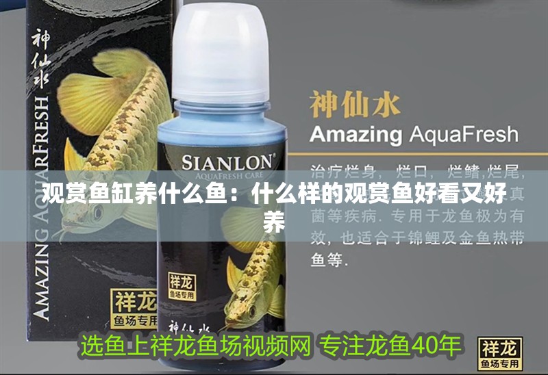 觀賞魚缸養(yǎng)什么魚：什么樣的觀賞魚好看又好養(yǎng)