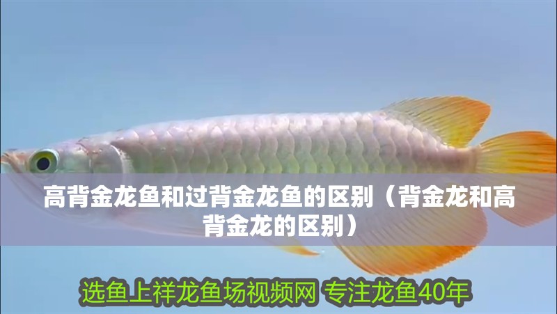 高背金龍魚和過背金龍魚的區(qū)別（背金龍和高背金龍的區(qū)別）
