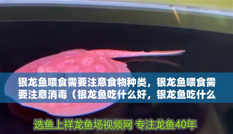 銀龍魚喂食需要注意食物種類，銀龍魚喂食需要注意消毒（銀龍魚吃什么好，銀龍魚吃什么魚好） 銀龍魚喂食需要注意食物種類，銀龍魚喂食需要注意消毒（銀龍魚吃什么好，銀龍魚吃什么魚好） 觀賞魚百科