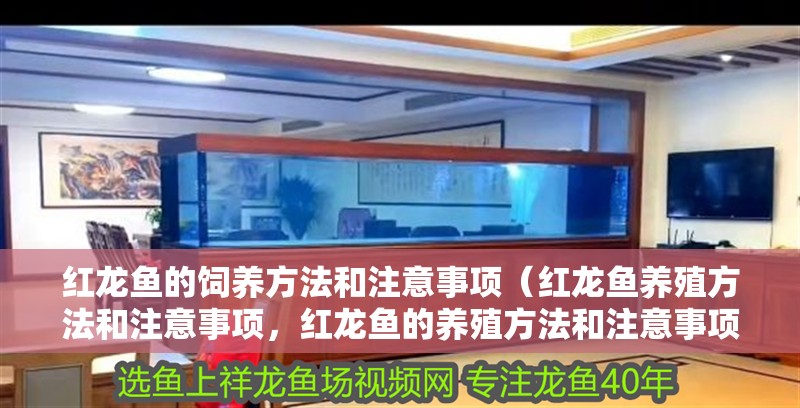紅龍魚的飼養方法和注意事項（紅龍魚養殖方法和注意事項，紅龍魚的養殖方法和注意事項）