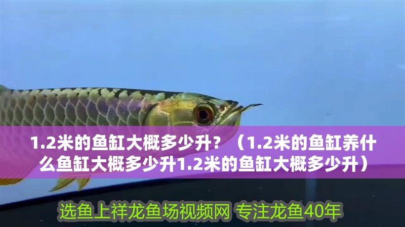 1.2米的魚缸大概多少升？（1.2米的魚缸養什么魚缸大概多少升1.2米的魚缸大概多少升）