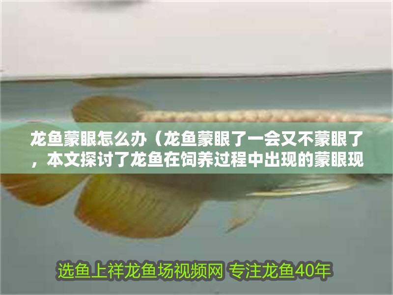龍魚蒙眼怎么辦（龍魚蒙眼了一會又不蒙眼了，本文探討了龍魚在飼養過程中出現的蒙眼現象） 龍魚蒙眼怎么辦（龍魚蒙眼了一會又不蒙眼了，本文探討了龍魚在飼養過程中出現的蒙眼現象） 觀賞魚百科