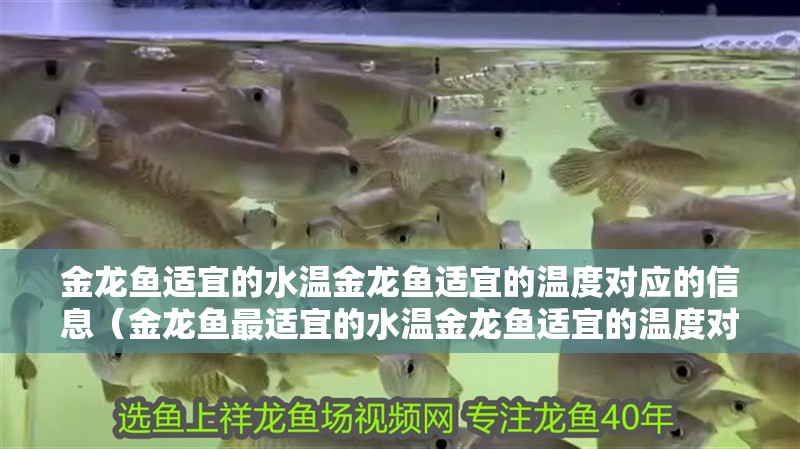 金龍魚適宜的水溫金龍魚適宜的溫度對應的信息（金龍魚最適宜的水溫金龍魚適宜的溫度對應的餌料是什么）