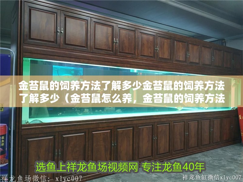 金苔鼠的飼養方法了解多少金苔鼠的飼養方法了解多少（金苔鼠怎么養，金苔鼠的飼養方法）