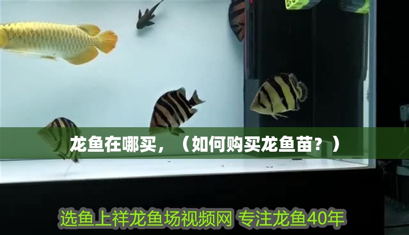 龍魚(yú)在哪買(mǎi)，（如何購(gòu)買(mǎi)龍魚(yú)苗？）