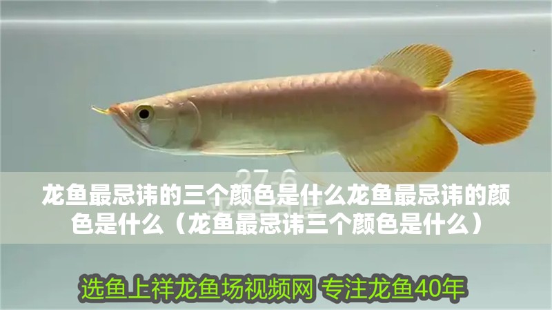 龍魚最忌諱的三個顏色是什么龍魚最忌諱的顏色是什么（龍魚最忌諱三個顏色是什么）