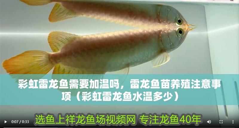 彩虹雷龍魚需要加溫嗎，雷龍魚苗養殖注意事項（彩虹雷龍魚水溫多少）