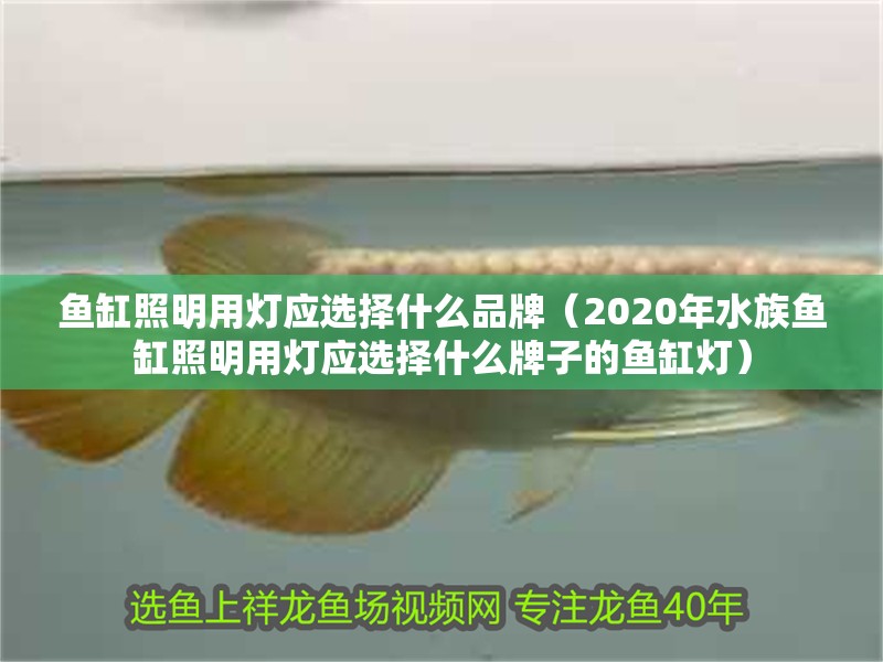 魚缸照明用燈應選擇什么品牌（2020年水族魚缸照明用燈應選擇什么牌子的魚缸燈）