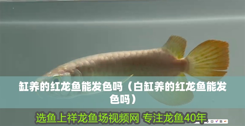 缸養的紅龍魚能發色嗎（白缸養的紅龍魚能發色嗎）