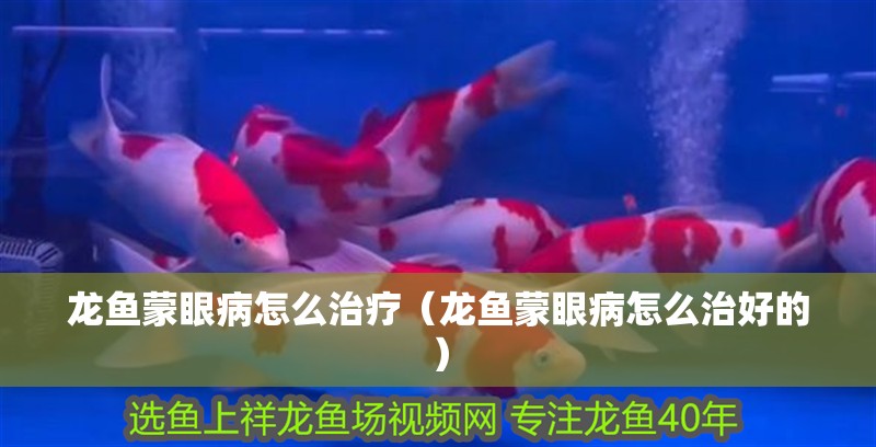 龍魚蒙眼病怎么治療（龍魚蒙眼病怎么治好的） 龍魚蒙眼病怎么治療（龍魚蒙眼病怎么治好的） 觀賞魚百科