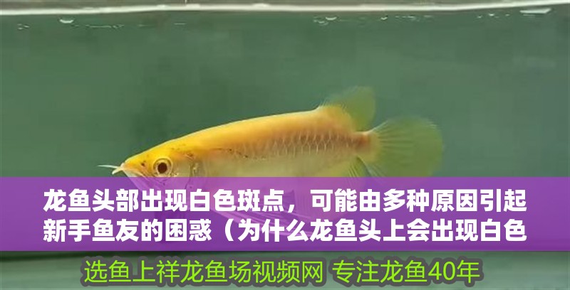 龍魚頭部出現(xiàn)白色斑點(diǎn)，可能由多種原因引起新手魚友的困惑（為什么龍魚頭上會(huì)出現(xiàn)白色斑點(diǎn)）