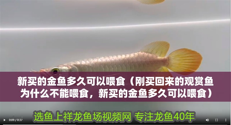 新買的金魚多久可以喂食（剛買回來的觀賞魚為什么不能喂食，新買的金魚多久可以喂食）