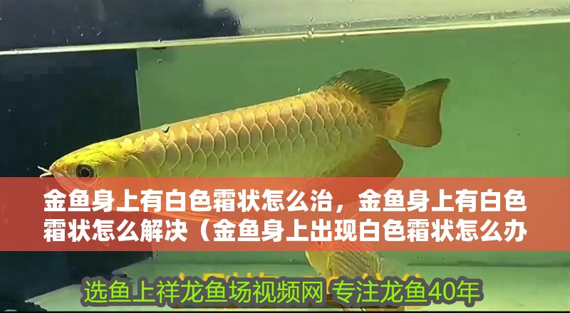 金魚(yú)身上有白色霜狀怎么治，金魚(yú)身上有白色霜狀怎么解決（金魚(yú)身上出現(xiàn)白色霜狀怎么辦）