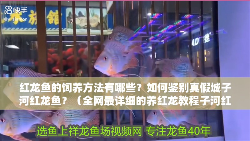 紅龍魚的飼養方法有哪些？如何鑒別真假城子河紅龍魚？（全網最詳細的養紅龍教程子河紅龍魚的飼養方法有哪些）