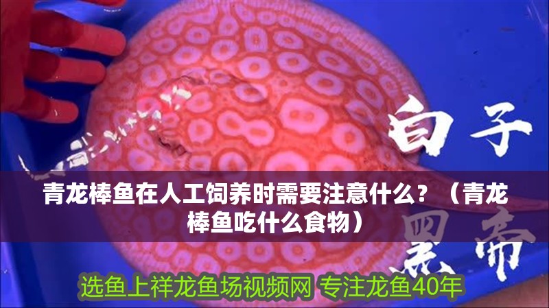 青龍棒魚在人工飼養(yǎng)時(shí)需要注意什么？（青龍棒魚吃什么食物）