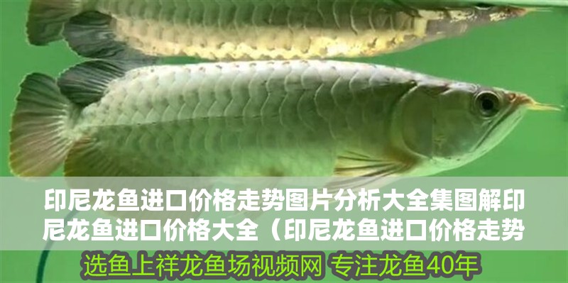 印尼龍魚進(jìn)口價(jià)格走勢(shì)圖片分析大全集圖解印尼龍魚進(jìn)口價(jià)格大全（印尼龍魚進(jìn)口價(jià)格走勢(shì)分析）