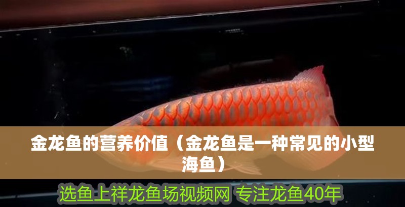 金龍魚的營養價值（金龍魚是一種常見的小型海魚） 金龍魚的營養價值（金龍魚是一種常見的小型海魚） 觀賞魚百科 第2張
