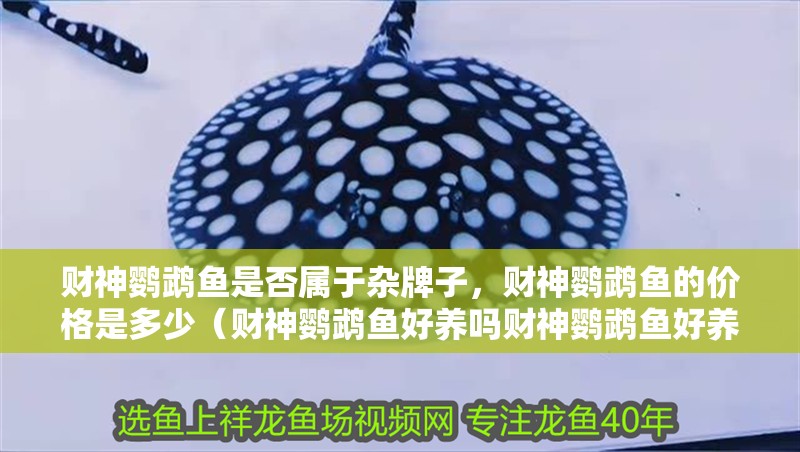 財神鸚鵡魚是否屬于雜牌子，財神鸚鵡魚的價格是多少（財神鸚鵡魚好養嗎財神鸚鵡魚好養嗎財神鸚鵡魚好養嗎）
