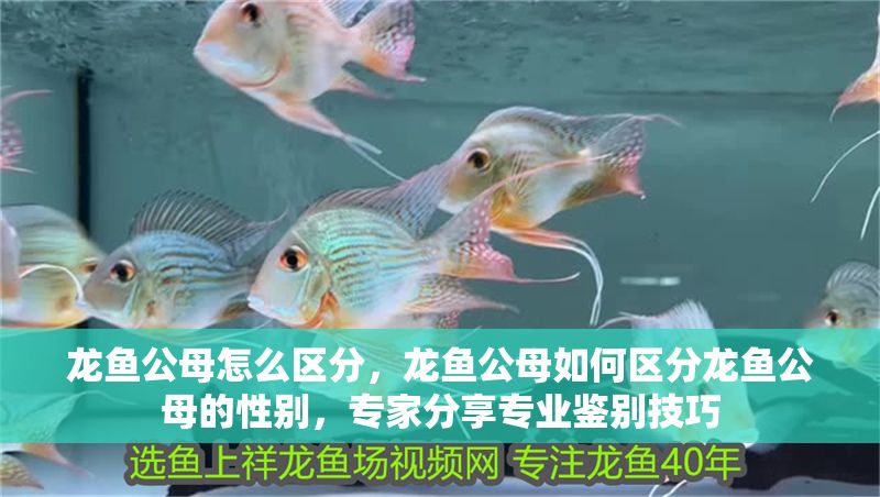 龍魚公母怎么區分，龍魚公母如何區分龍魚公母的性別，專家分享專業鑒別技巧