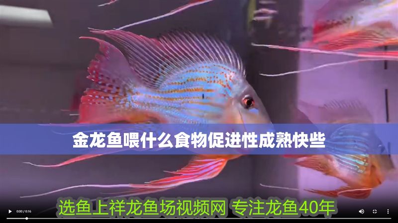 金龍魚喂什么食物促進性成熟快些