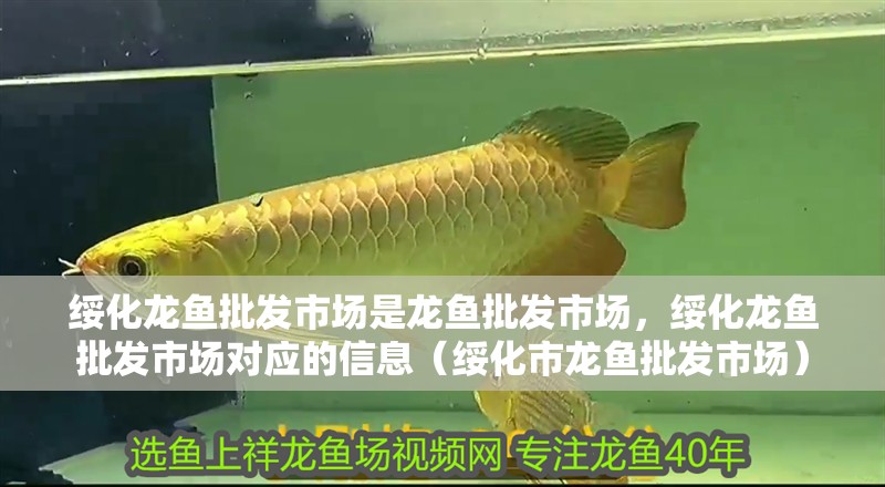 綏化龍魚批發(fā)市場是龍魚批發(fā)市場，綏化龍魚批發(fā)市場對應(yīng)的信息（綏化市龍魚批發(fā)市場）