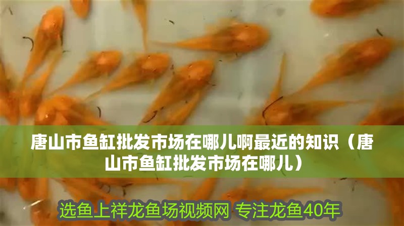 唐山市魚缸批發市場在哪兒啊最近的知識（唐山市魚缸批發市場在哪兒）