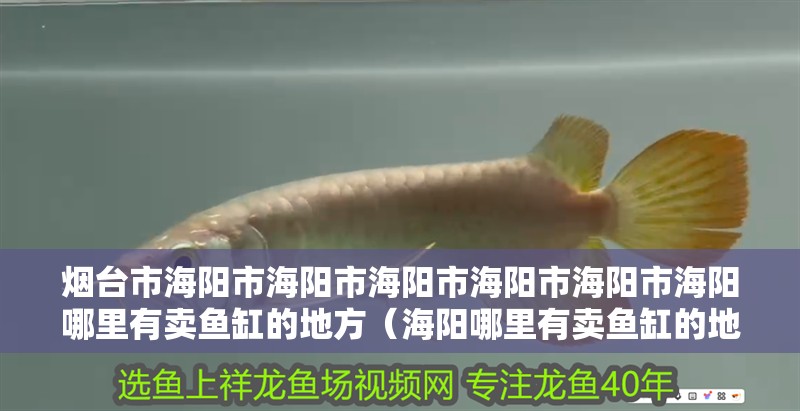 煙臺市海陽市海陽市海陽市海陽市海陽市海陽哪里有賣魚缸的地方（海陽哪里有賣魚缸的地方）