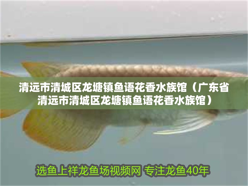 魚缸用增氧泵價格是多少:魚缸增氧機-xtrac增氧機-xtrac增氧機 清遠市清城區龍塘鎮魚語花香水族館(廣東省清遠市清城區龍塘鎮魚語花香水族館) 觀賞魚百科 清遠市清城區龍塘鎮魚語花香水族館(廣東省清遠市清城區龍塘鎮魚語花香水族館) 清遠市清城區龍塘鎮魚語花香水族館(廣東省清遠市清城區龍塘鎮魚語花香水族館) 觀賞魚百科