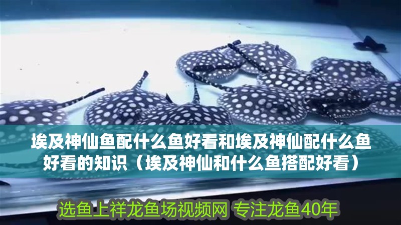 埃及神仙魚配什么魚好看和埃及神仙配什么魚好看的知識(shí)（埃及神仙和什么魚搭配好看）