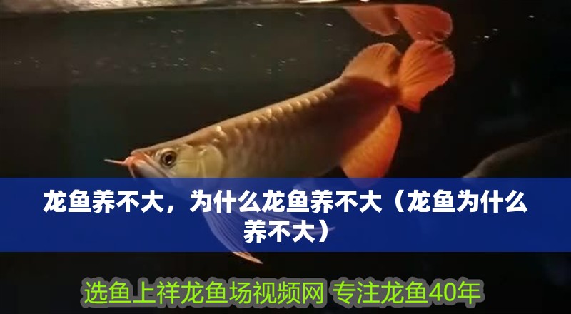 龍魚養不大，為什么龍魚養不大（龍魚為什么養不大）