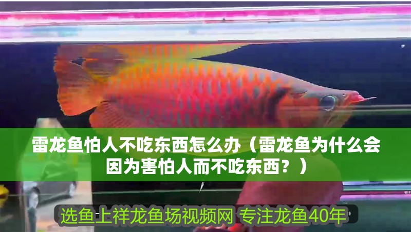 雷龍魚怕人不吃東西怎么辦（雷龍魚為什么會因為害怕人而不吃東西？）