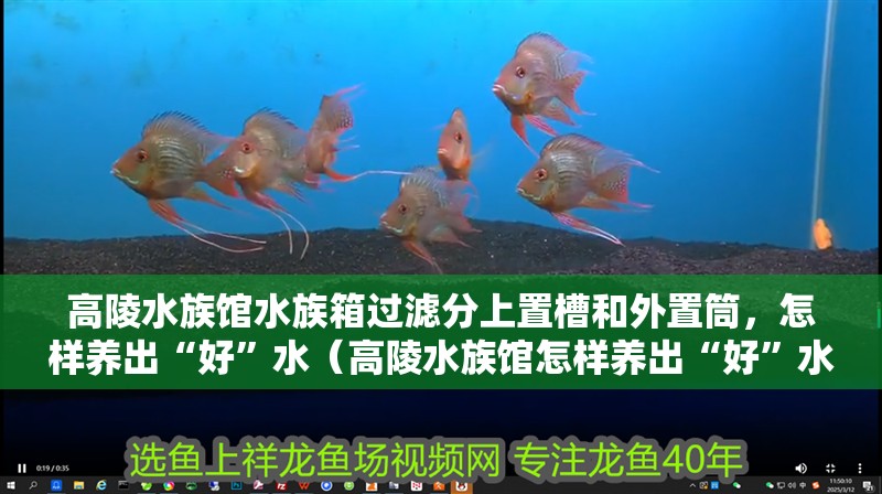 <strong><mark>高陵</mark></strong>水族館水族箱過濾分上置槽和外置筒，怎樣養出“好”水（<strong><mark>高陵</mark></strong>水族館怎樣養出“好”水？）