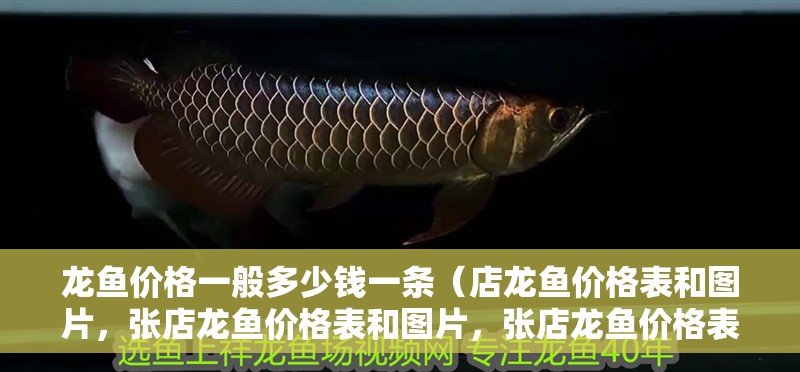 龍魚價格一般多少錢一條（店龍魚價格表和圖片，張店龍魚價格表和圖片，張店龍魚價格表）