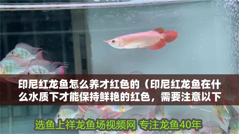 印尼紅龍魚怎么養才紅色的（印尼紅龍魚在什么水質下才能保持鮮艷的紅色，需要注意以下幾個方面）