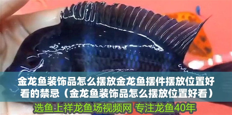 金龍魚裝飾品怎么擺放金龍魚擺件擺放位置好看的禁忌（金龍魚裝飾品怎么擺放位置好看）