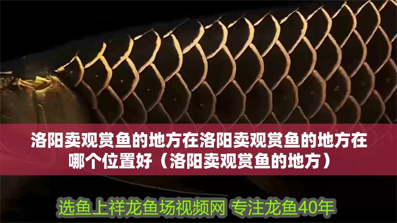 洛陽賣觀賞魚的地方在洛陽賣觀賞魚的地方在哪個位置好（洛陽賣觀賞魚的地方）