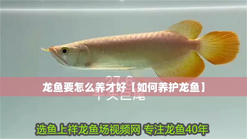 龍魚要怎么養(yǎng)才好【如何養(yǎng)護(hù)龍魚】