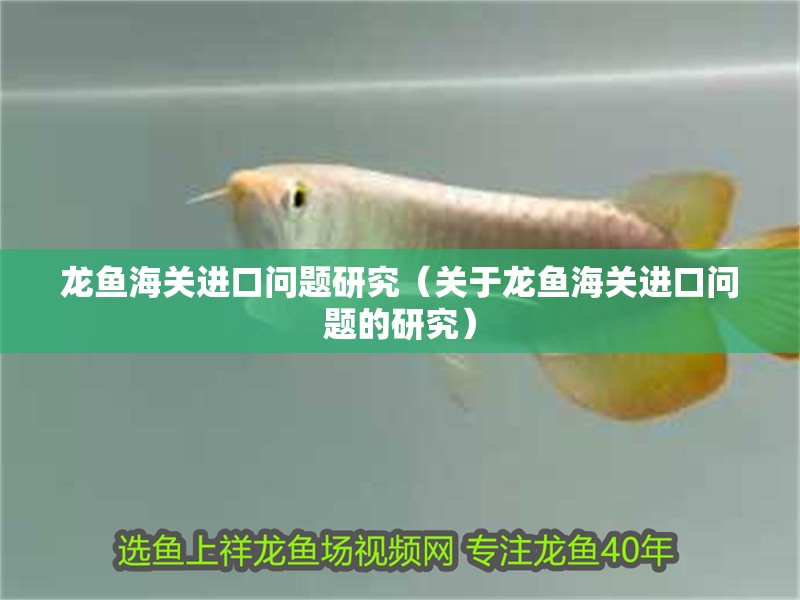 龍魚海關進口問題研究（關于龍魚海關進口問題的研究） 龍魚海關進口問題研究（關于龍魚海關進口問題的研究） 觀賞魚百科 第2張