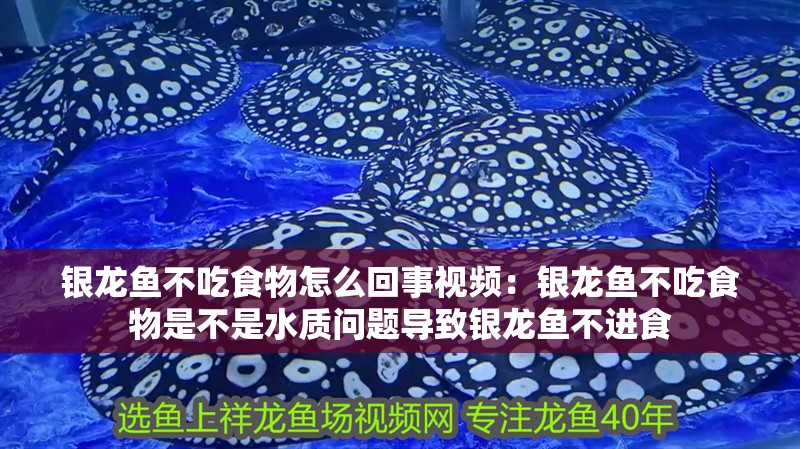 銀龍魚不吃食物怎么回事視頻：銀龍魚不吃食物是不是水質問題導致銀龍魚不進食