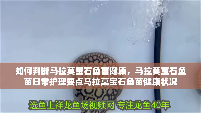 如何判斷馬拉莫寶石魚苗健康，馬拉莫寶石魚苗日常護(hù)理要點(diǎn)馬拉莫寶石魚苗健康狀況