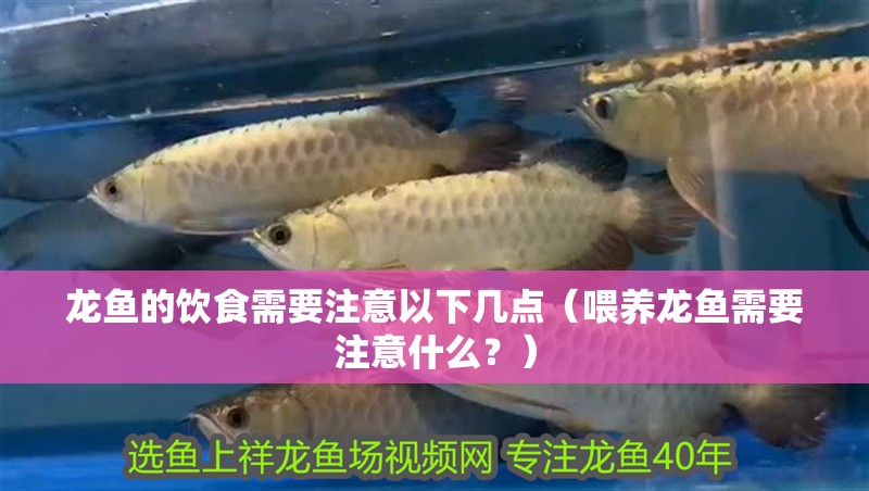 龍魚的飲食需要注意以下幾點(diǎn)（喂養(yǎng)龍魚需要注意什么？） 龍魚的飲食需要注意以下幾點(diǎn)（喂養(yǎng)龍魚需要注意什么？） 觀賞魚百科 第2張