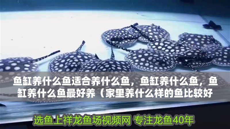 魚缸養什么魚適合養什么魚，魚缸養什么魚，魚缸養什么魚最好養（家里養什么樣的魚比較好？）