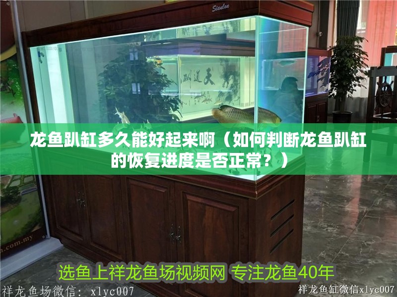 龍魚趴缸多久能好起來啊（如何判斷龍魚趴缸的恢復(fù)進(jìn)度是否正常？）
